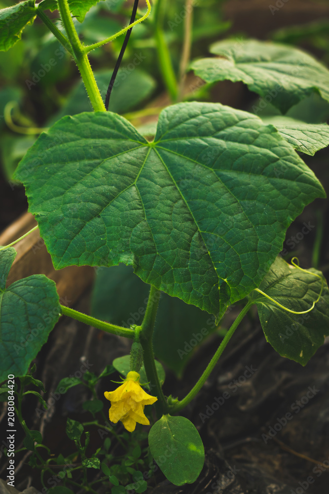 Cucumber leaves and blooming cucumber. Cucumber leaves and blooming cucumber.