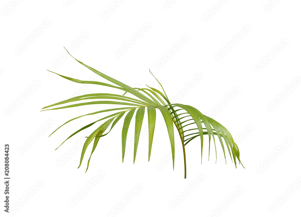 green palm leaf on white background green palm leaf on white background