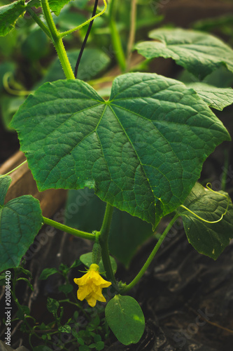 Cucumber leaves and blooming cucumber.