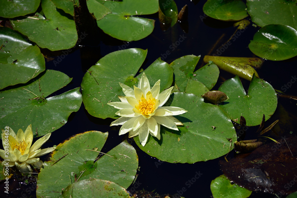 睡蓮の花 睡蓮の花