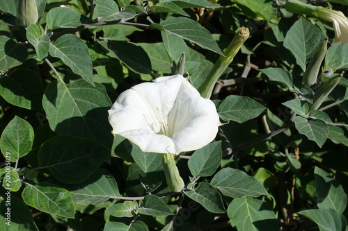 Obraz na plátně White trumpet shaped flower of datura innoxia
