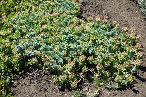 Fleshy pale glaucous bluish-green leaves and yellow flowers of myrtle spurge photo