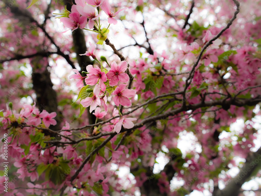 Pink and White Sakura Flowers Blooming Pink and White Sakura Flowers Blooming