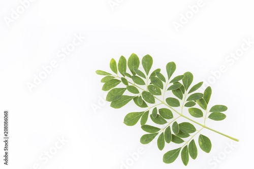 Moringa nutritional plant - Moringa oleifera