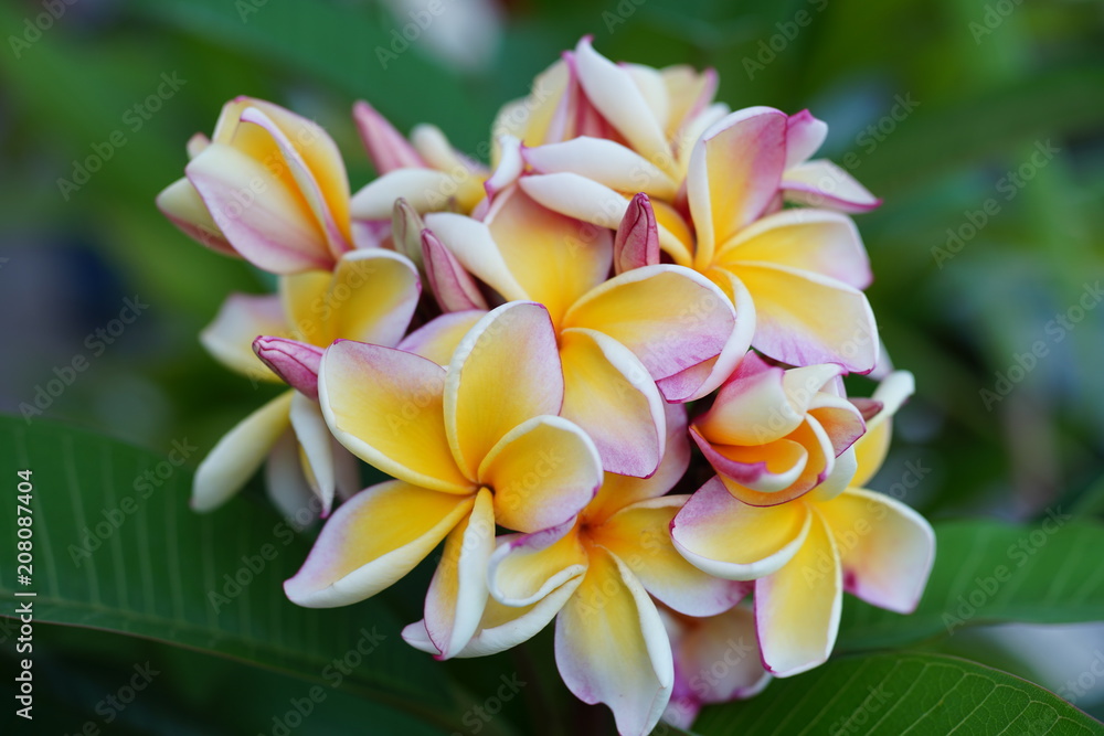frangipani フランジパーニ frangipani フランジパーニ