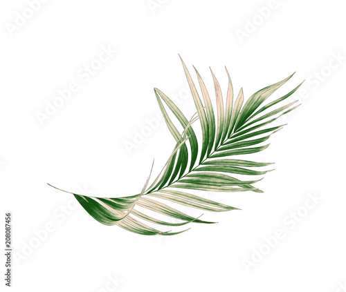 Green leaves of palm tree on white background
