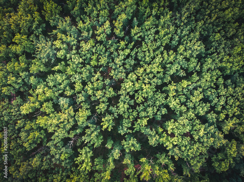Forest from a bird's-eye view