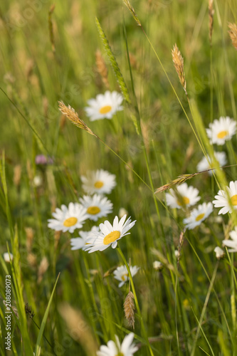 Daisy flowers on a meadow.