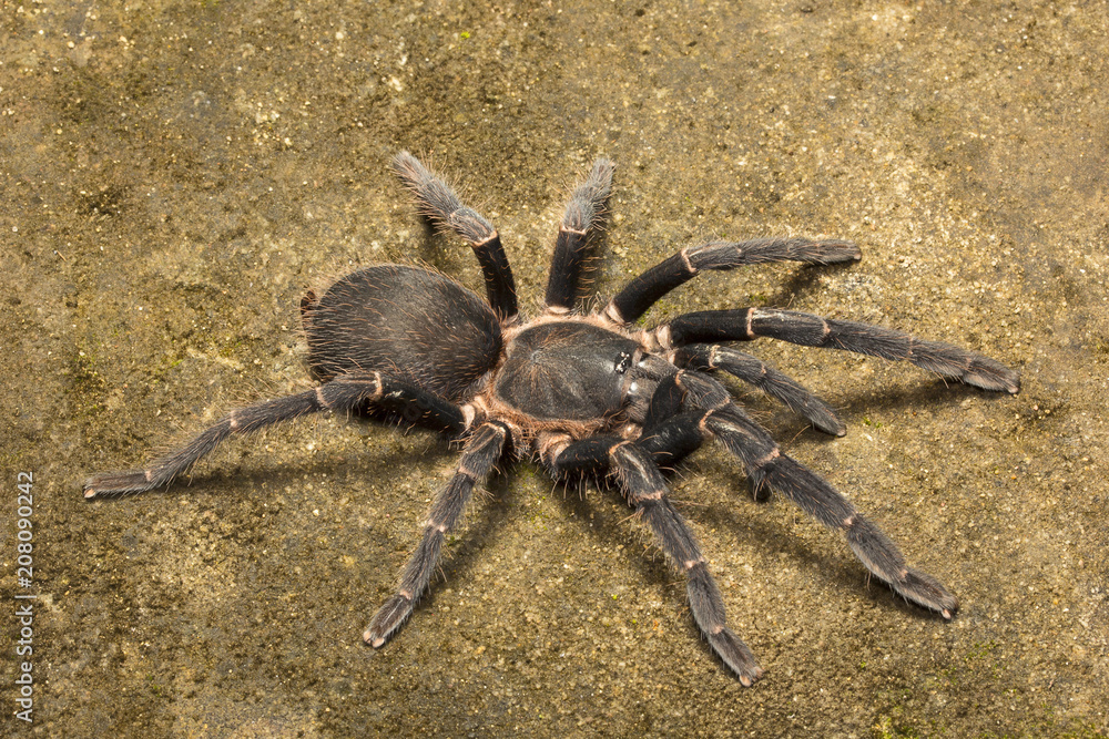 Tarantula, Chilobrachys sp, Theraphosidae, Gumti, Tripura Tarantula, Chilobrachys sp, Theraphosidae, Gumti, Tripura