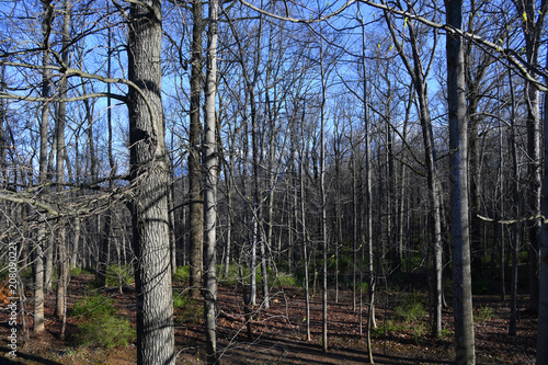 Blue sky in woodland photo