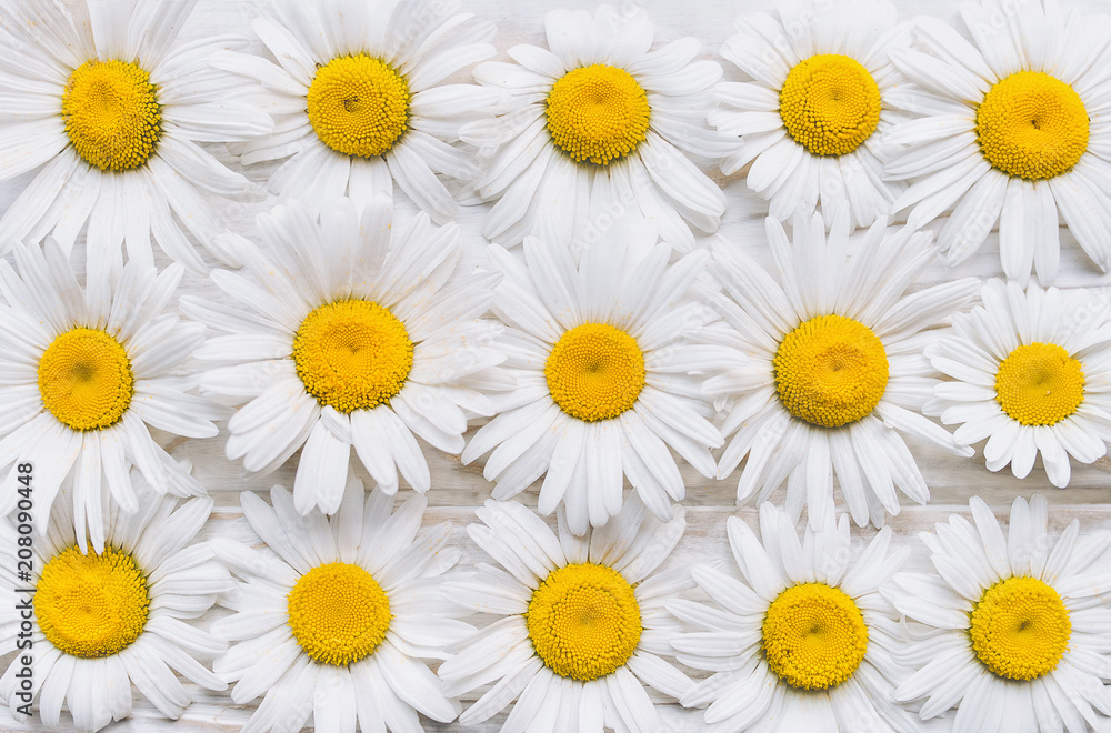 Obraz premium Natural background. Chamomile flowers on white wooden table. Top view.