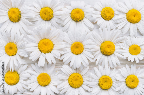 Natural background. Chamomile flowers on white wooden table. Top view.