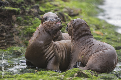 Mother and baby sea lion, Patagonia