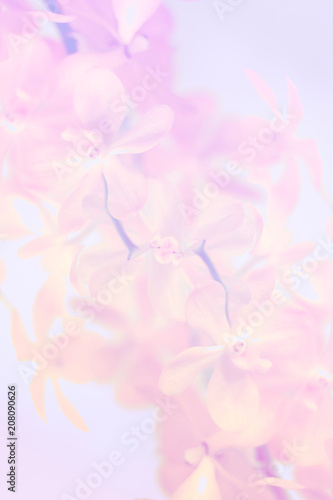 Fototapeta Naklejka Na Ścianę i Meble -  Sweet and pastel color orchid flower ,Soft and blurry focus photo in vintage style