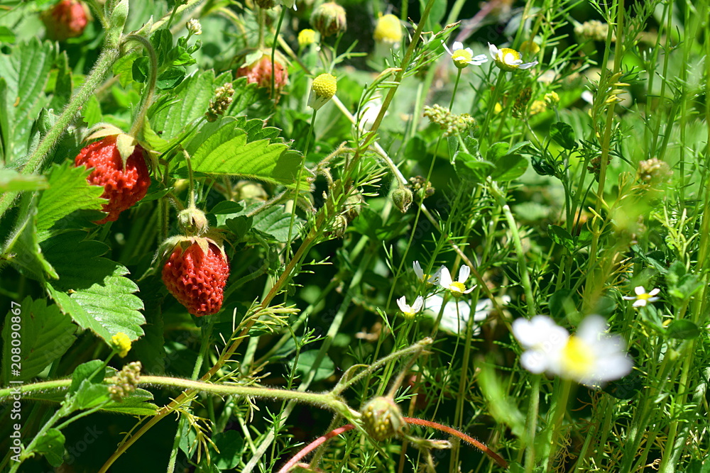 Wild strawberries in a clearing in the forest. Wild strawberries in a clearing in the forest.