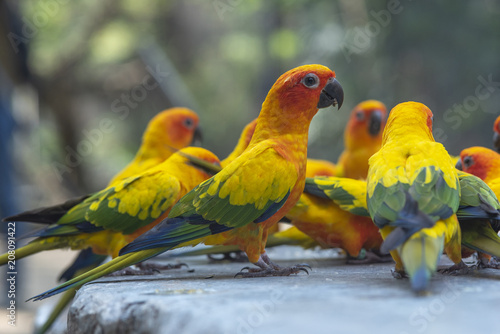 Sun conure birds ,Lovely and beautiful pet © chamnan phanthong