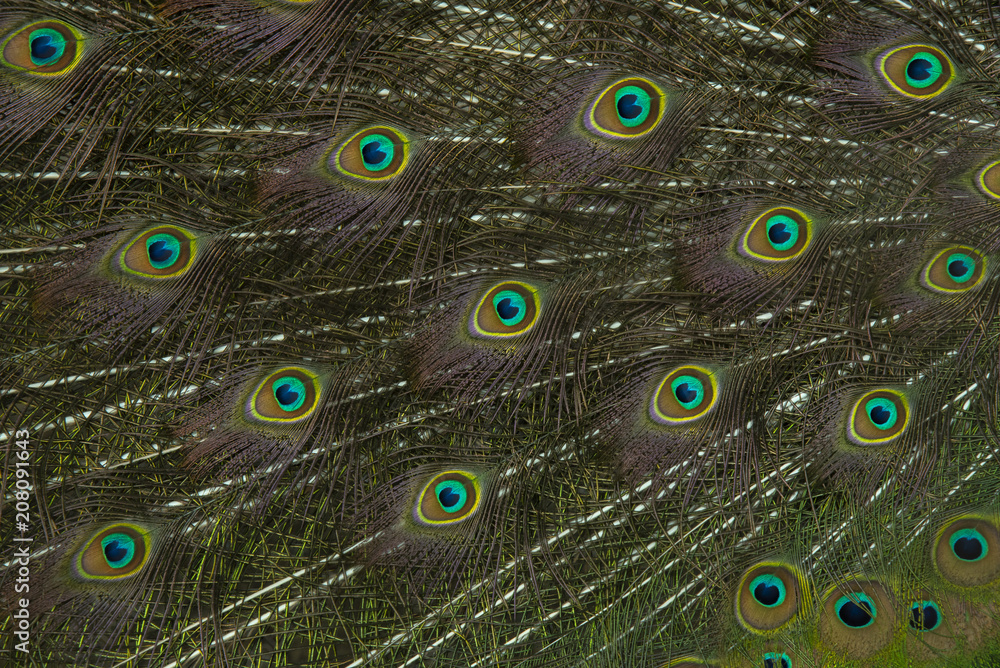 Obraz premium Closeup peacock feathers