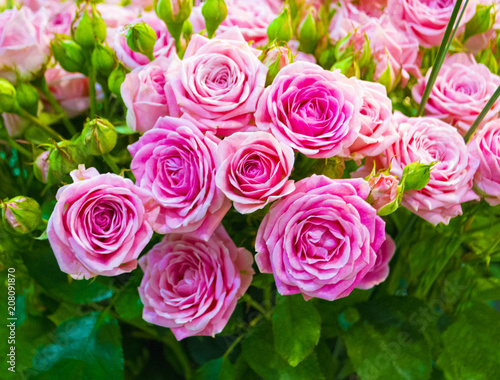 floral background of roses