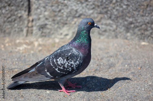 Portrait of a pigeon in the city