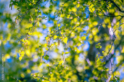 Birch flowering time. 