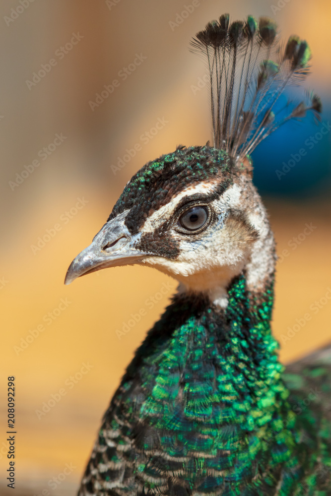 Portrait of a peacock at the zoo Portrait of a peacock at the zoo