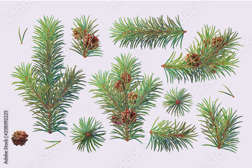 vector christmas evergreen pine tree branch set 