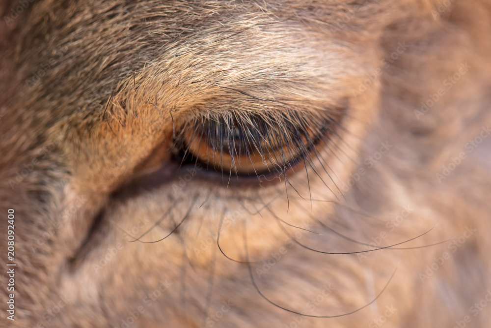 The eye of a deer as a background