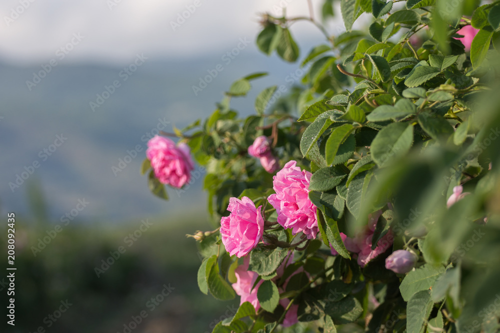 Fototapeta premium Rosa damascena - pink, oil-bearing, flowering, deciduous shrub plant. Bulgaria, near Kazanlak, the Valley of Roses. Close up view. The Old mountain (Balkan) on the background.