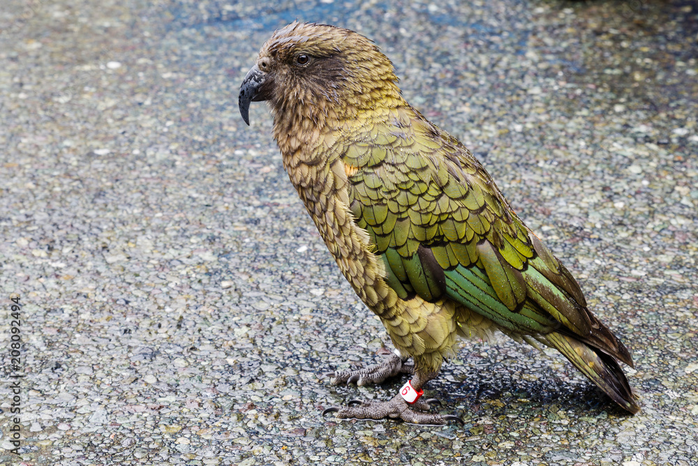 Obraz premium Friendly Parrot, Kea, at High Mountain Area in New Zealand.