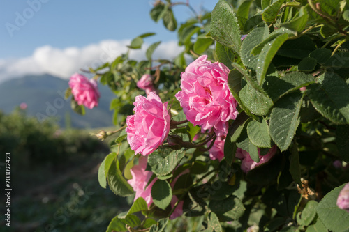 Rosa damascena, Damask rose - pink, oil-bearing, flowering, deciduous shrub plant. Bulgaria, near Kazanlak, the Valley of Roses. Close up view. The Old mountain (Balkan) on the background.