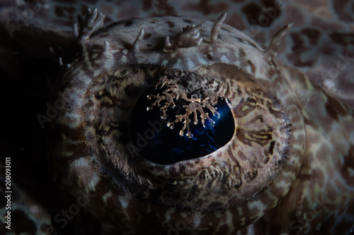 Detail of the Eye of a Crocodilefish