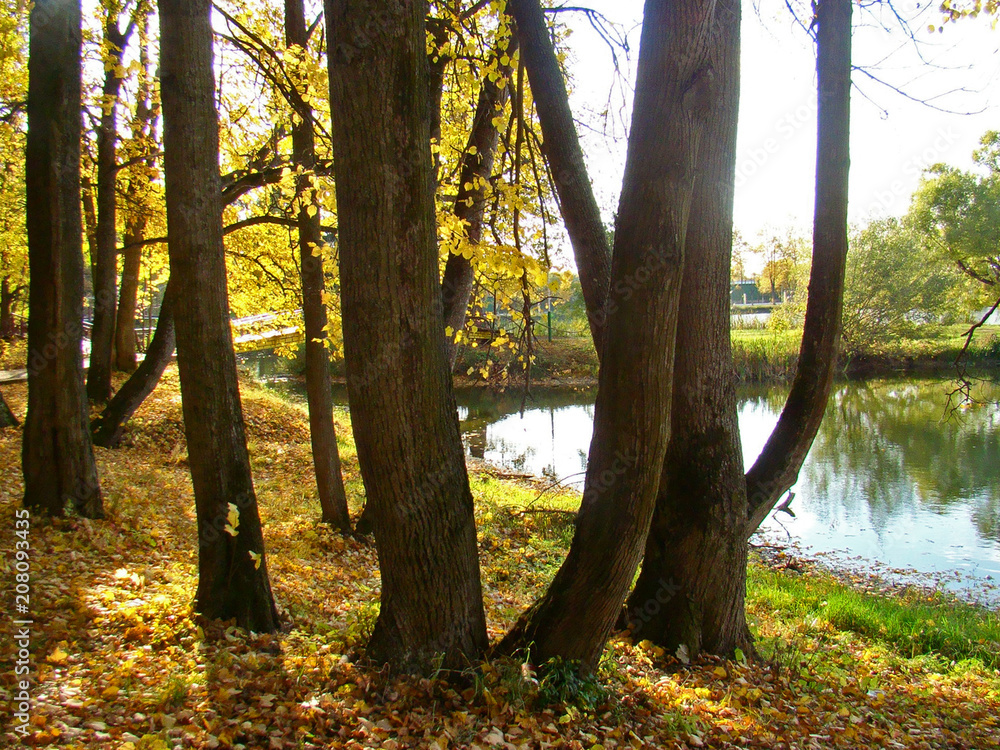 Naklejka premium Beautiful autumn view with a pond