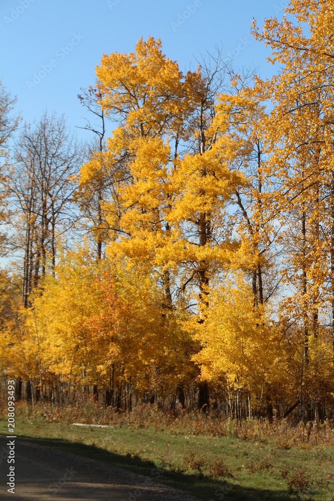 Trees In Autumns Glory, Elk Island National Park, Alberta