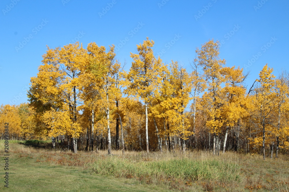 Edge Of The Forest, Elk Island National Park, Alberta Edge Of The Forest, Elk Island National Park, Alberta