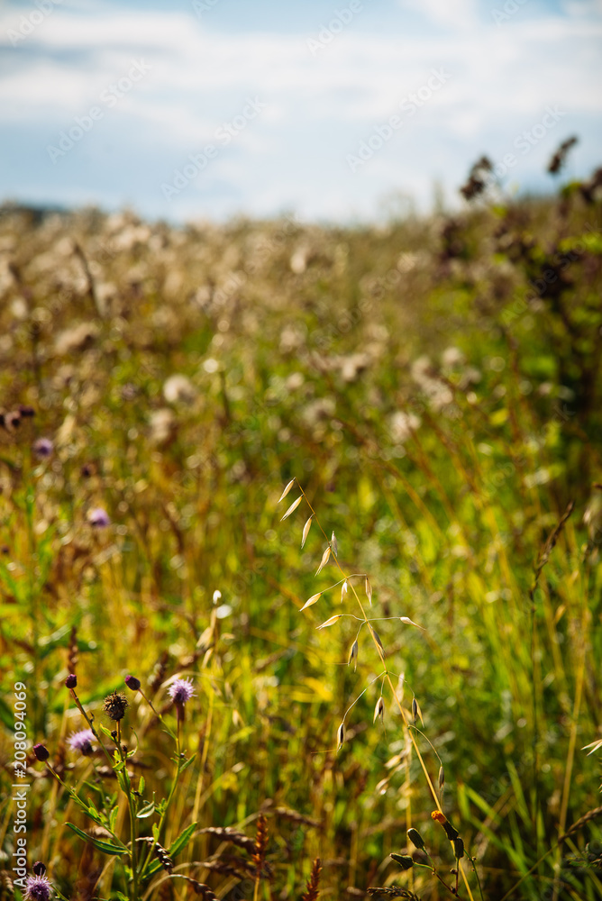 Natural background: Russian field with high grass and blue sky on summer day Natural background: Russian field with high grass and blue sky on summer day