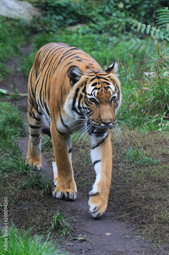 orange tiger in the green grass