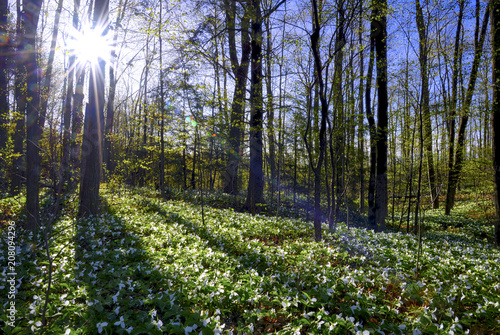 sunlight and shadow in the forest - beautiful forest floor covered with dried leaves and low growing green plants with trillium white flowers photo