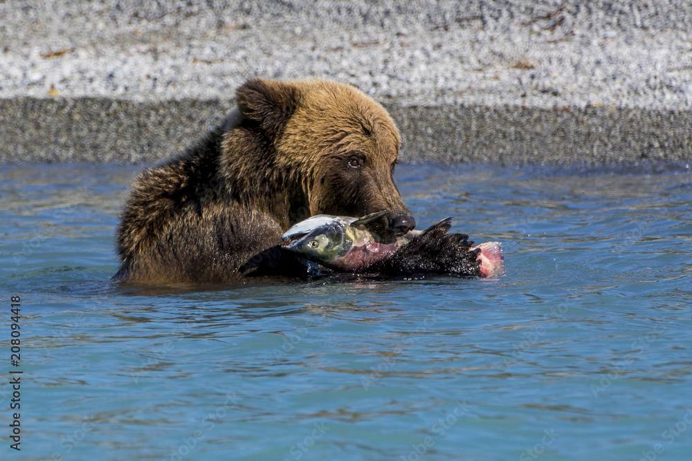 Grizzly bear (brown bear) (Ursus arctos) at Crescent Lake, Lake Clark National Park and Preserve, Alaska