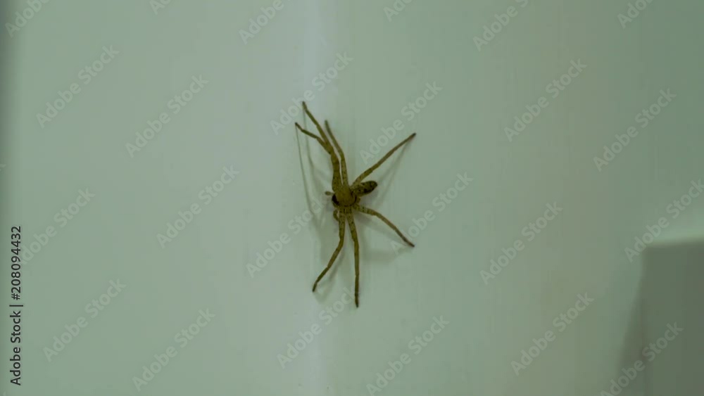 Big spider isolated on white wall. Close up spider sitting motionless on white wall in apartment room. Wild arachnid insects. Big spider isolated on white wall. Close up spider sitting motionless on white wall in apartment room. Wild arachnid insects.