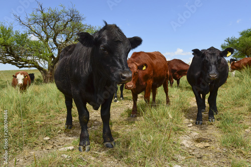 Steers fed on pasture, La Pampa, Argentina