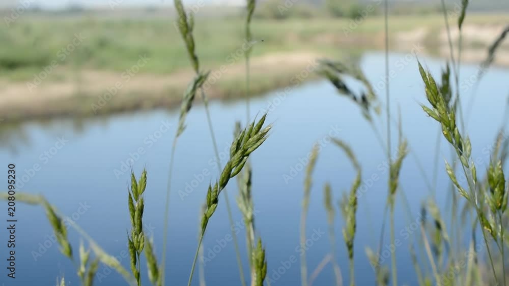 green grass moving and small river in the background green grass moving and small river in the background