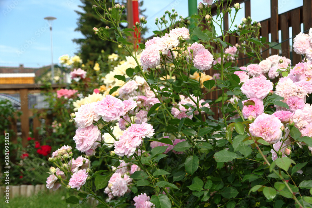 Large bushes of pink roses on the background of a wooden fence