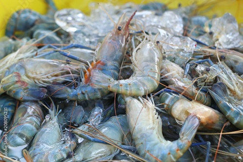 fresh shrimp at street food