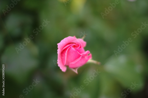 A closed rosebud of pink color on the background of other roses