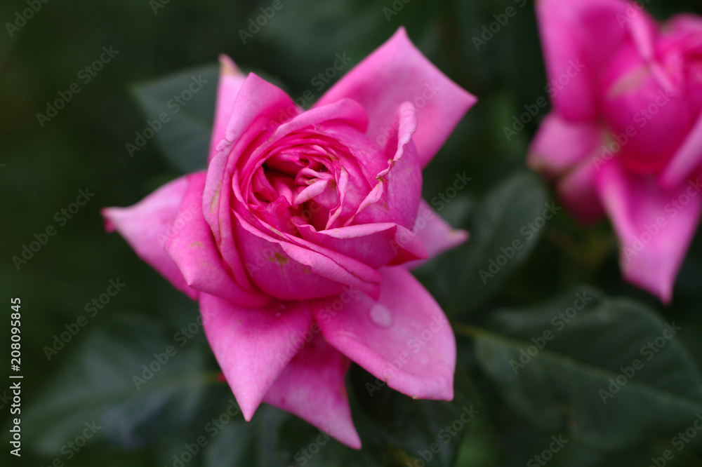 Completely bloomed rosebud of pink color on the background of other roses Completely bloomed rosebud of pink color on the background of other roses
