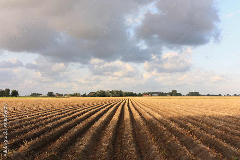 Orange colored plowed field with perspective lines after harvest with grey clouds at sunset