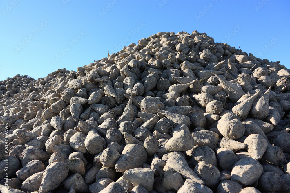 Sunlit sugar beet pile at the field after harvest against a blue sky Sunlit sugar beet pile at the field after harvest against a blue sky