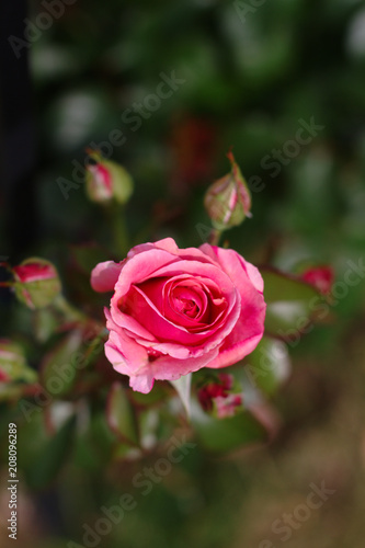 Completely bloomed rosebud of pink color on the background of other roses