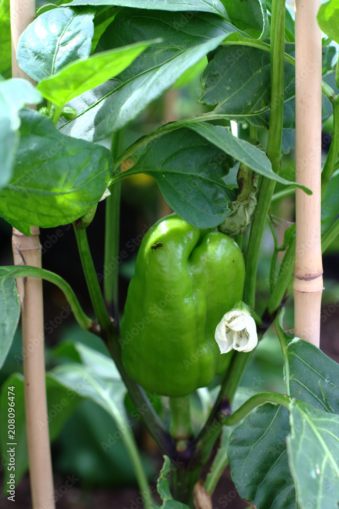 The ant crawls over the young green pepper