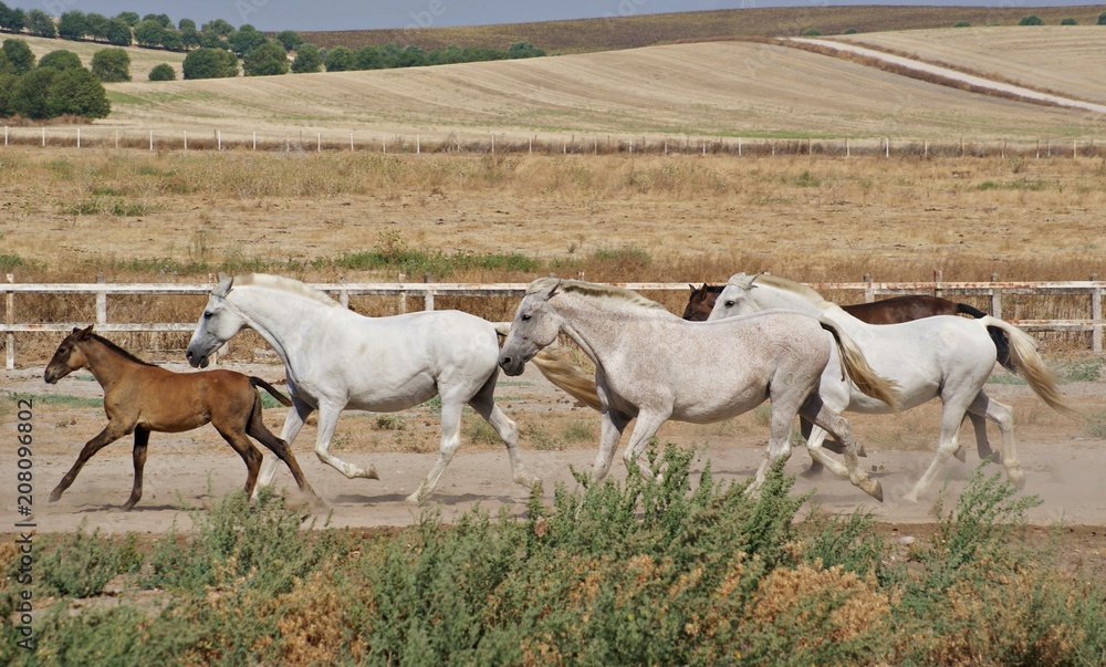 Obraz premium Yeguas y potros en libertad en españa